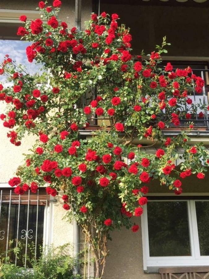 Ferienwohnung Детмолд Екстериор снимка